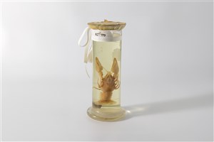 Image description is not available for 2003.10.20